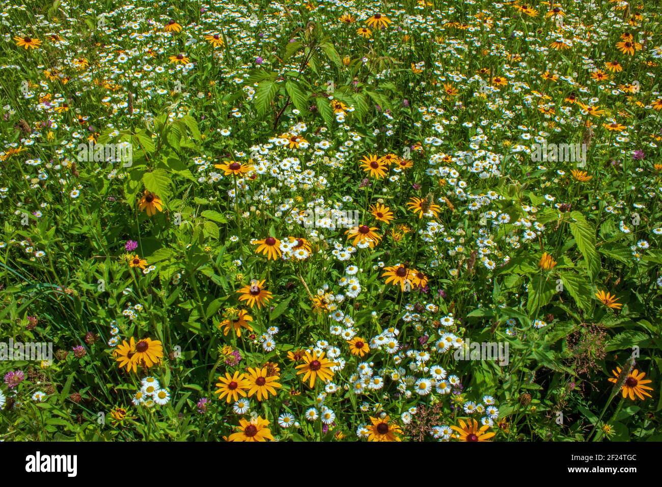 Susan e Daisy Fleabane dagli occhi neri sono spesso due fiori selvatici nativi trovato crescere insieme in vecchi campi e prati selvaggi nel Stati Uniti nord-est Foto Stock