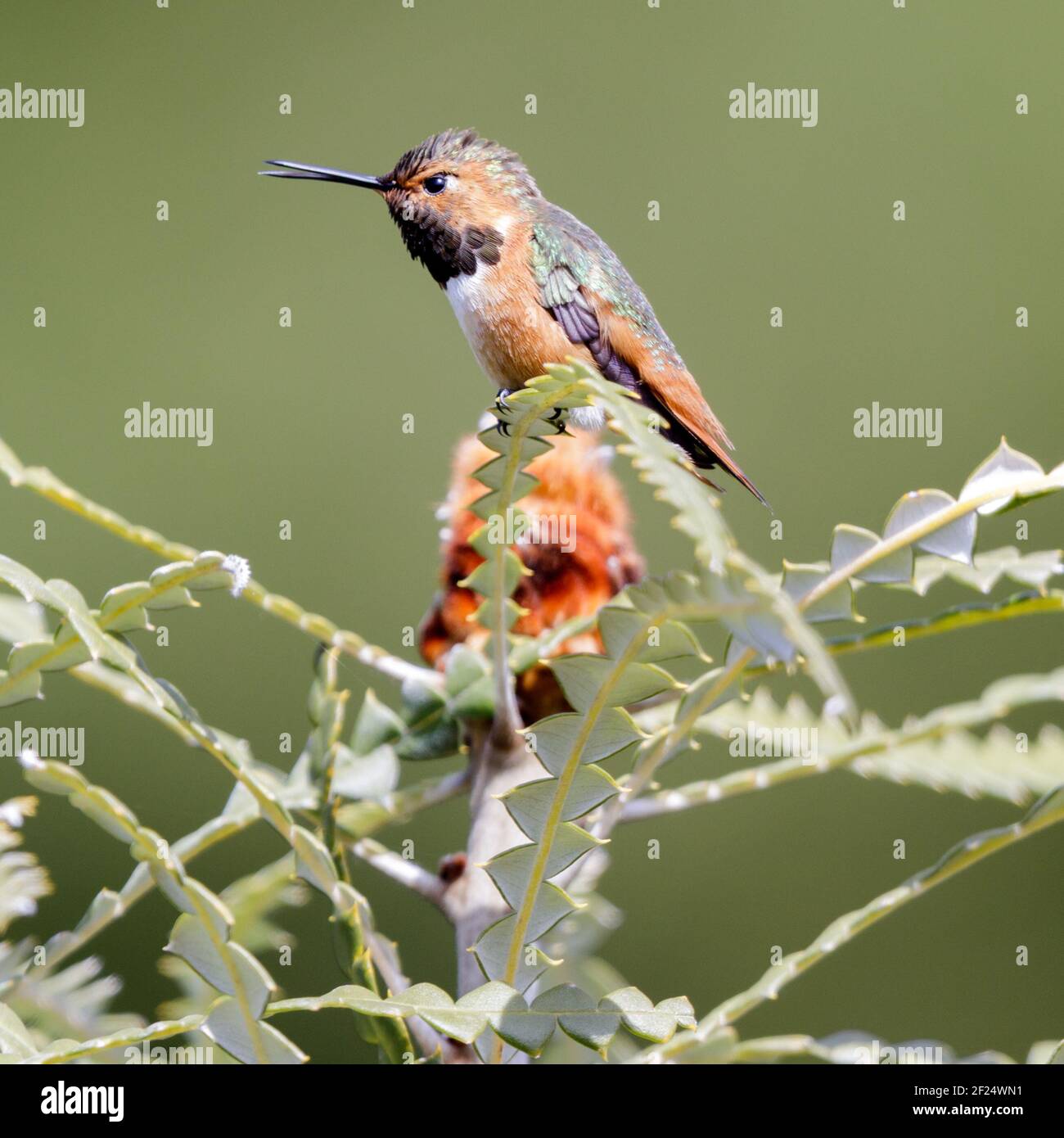 Allen's o Rufous Hummingbird maschio adulto arroccato su albero fiorito con becco aperto. Foto Stock