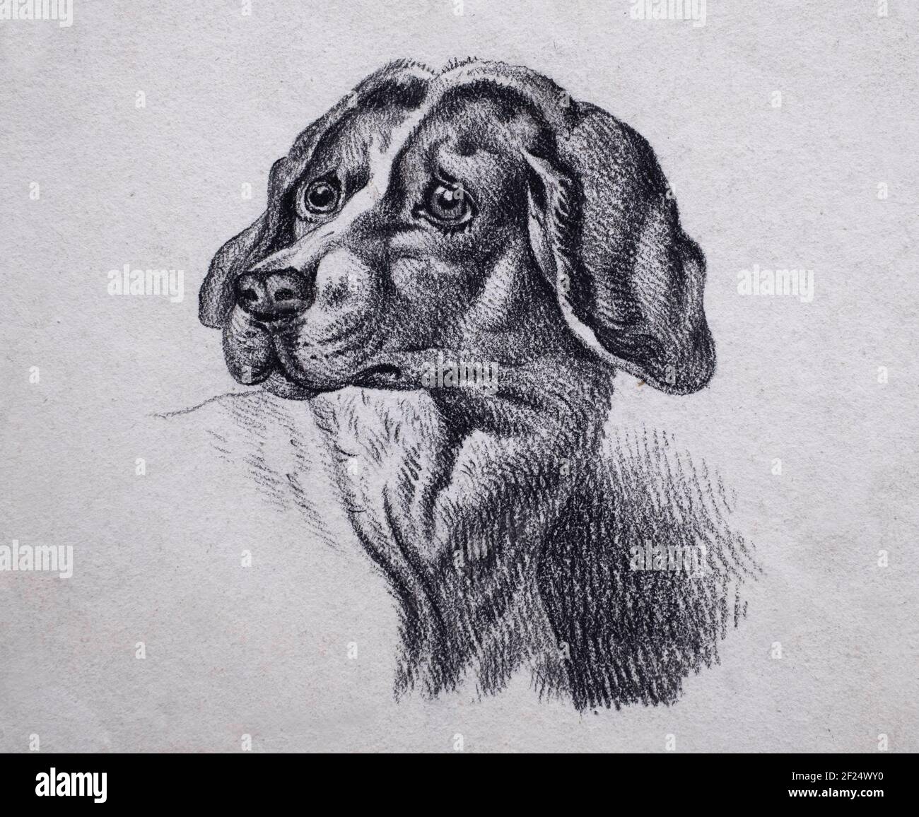 Studio della testa di un cane. Bianco e nero su carta, illustrazione del XIX secolo per insegnare agli artisti come disegnare un cane. Artista sconosciuto Foto Stock