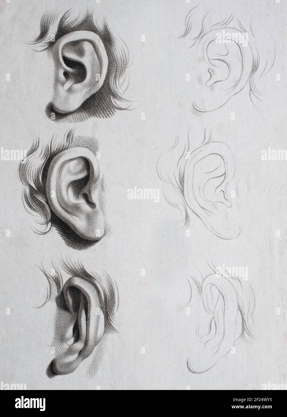 Studio e schizzo di diverse orecchie su un volto in bianco e nero. Illustrazione del XIX secolo per insegnare agli artisti come disegnare un orecchio. Artista sconosciuto Foto Stock