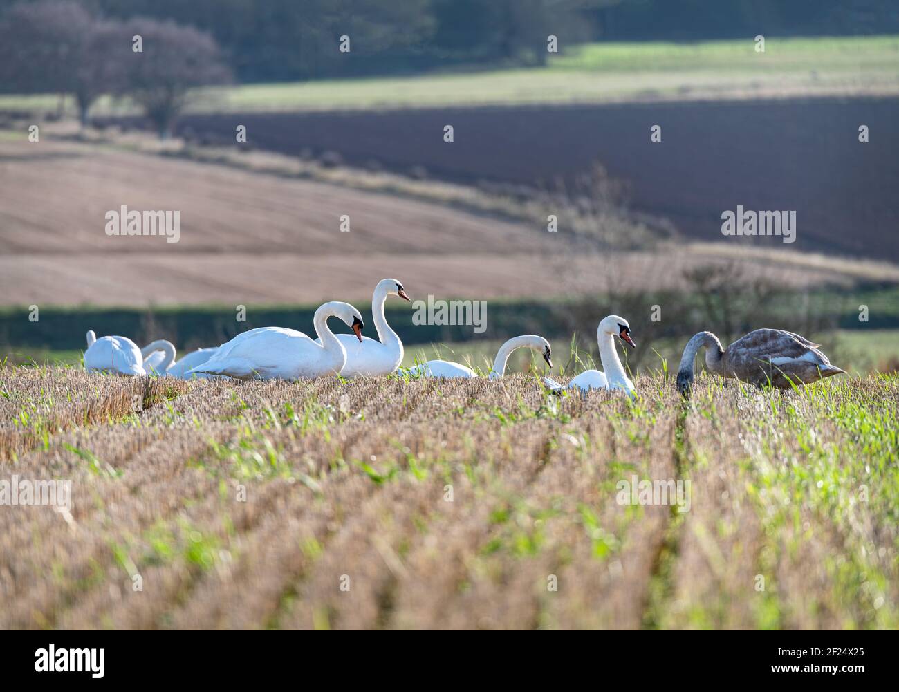 Un gruppo di cigni muti si nutrono e riposano in un campo di stoppia Foto Stock