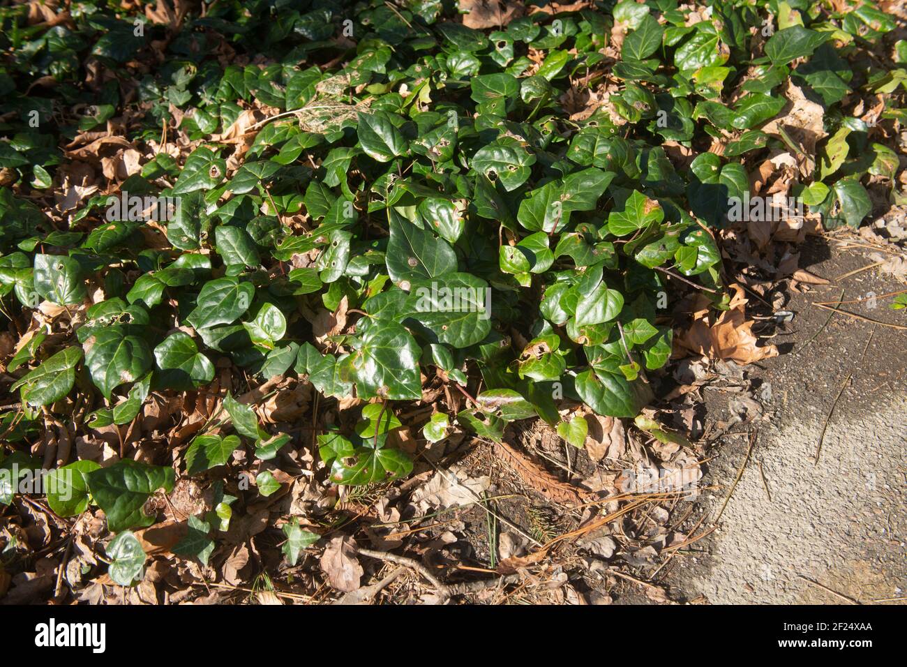 Sole invernale sulle foglie lucide di colore verde scuro di una pianta di Ivy persiana (Hedera colchica) che cresce in un Giardino di Bosco in Devon Rurale, Inghilterra, Regno Unito Foto Stock