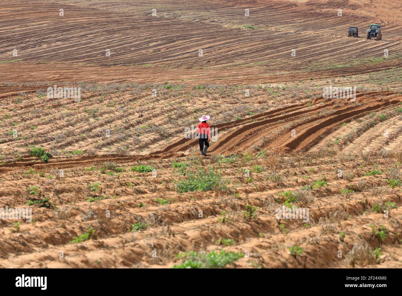 Lavoratore agricolo nel mezzo di un grande campo agricolo. Foto Stock