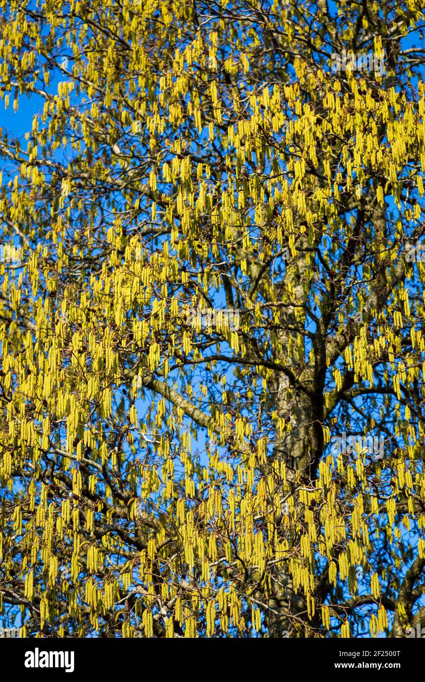 Primavera gialla Alder tree catkins contro un cielo blu, Inghilterra Foto Stock