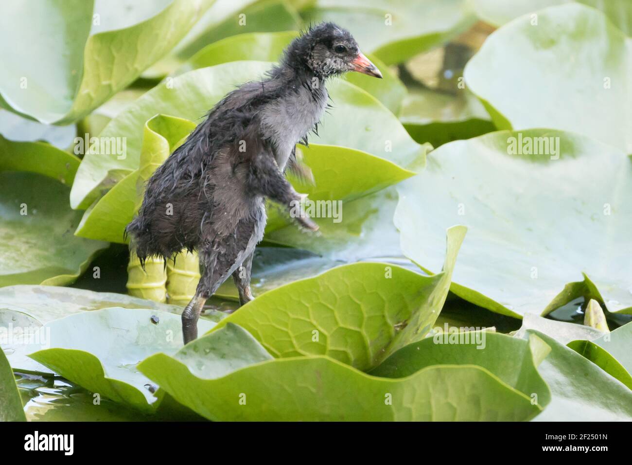 Moorhen pulcino (Gallinula cloropus) a piedi su gigli d'acqua. Foto Stock