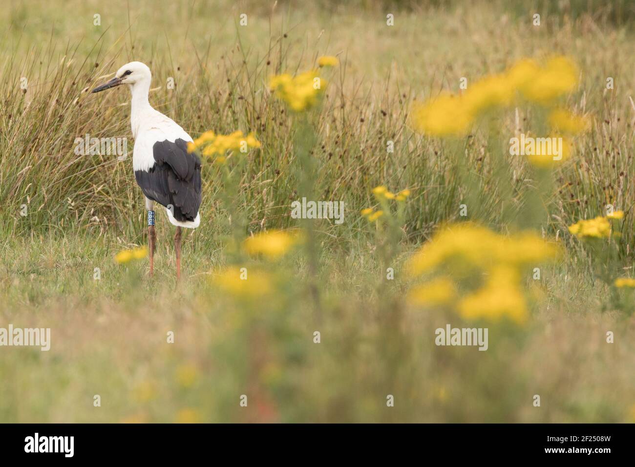 Cicogna bianca (Ciconia ciconia) in fuga foraggiando sul terreno. Sussex, Regno Unito. Foto Stock