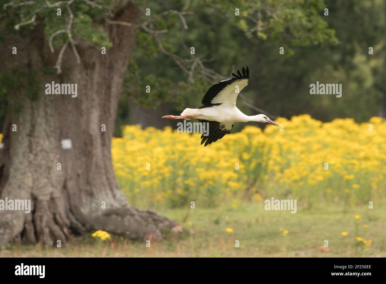 Cicogna bianca (Ciconia ciconia) in fuga alla base del nido d'albero. Sussex, Regno Unito. Foto Stock