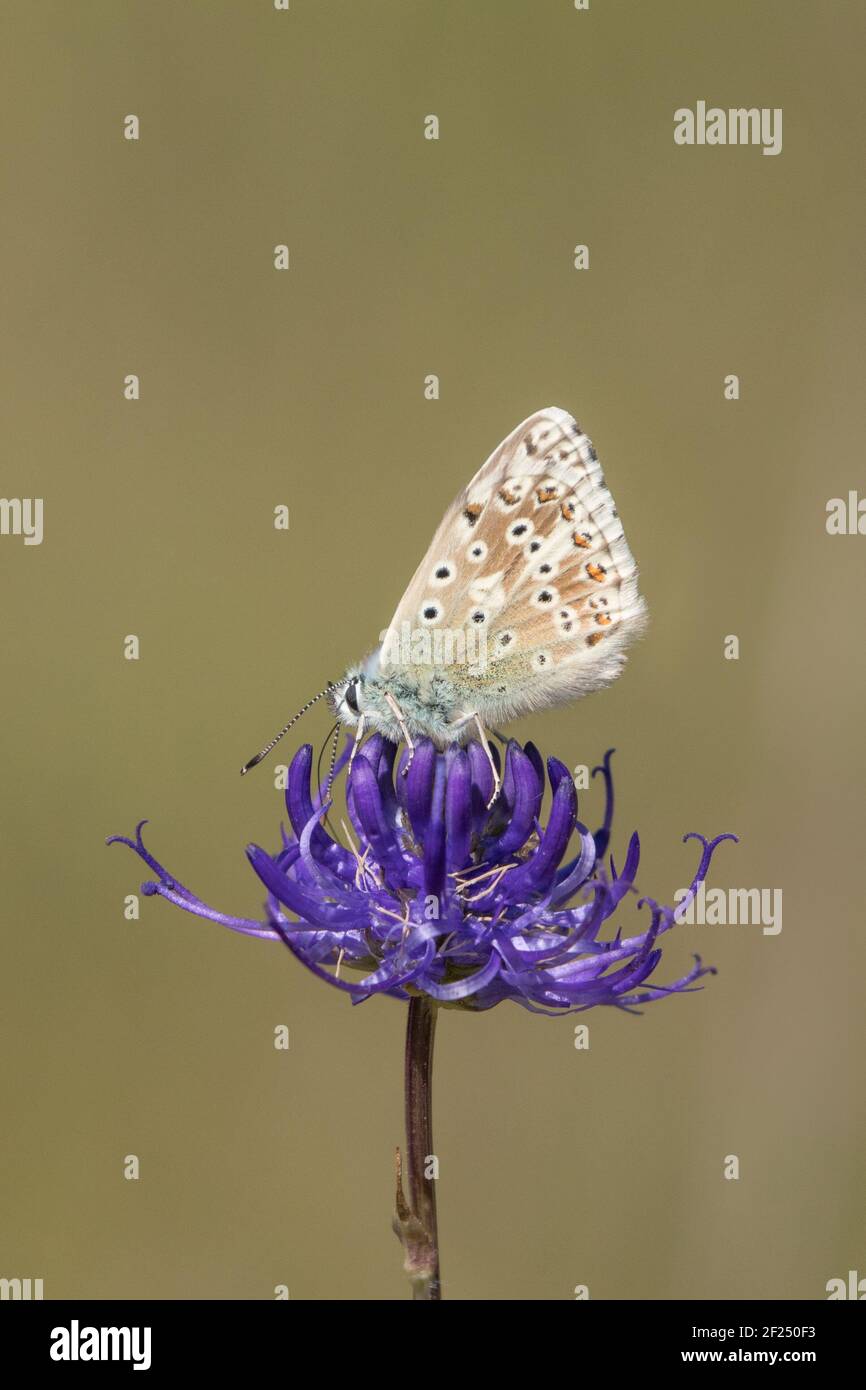 Blu Chalkhill (Polyommatus coridon) farfalla nectaring su rampione a testa tonda (Phyteuma orbiculare). Sussex, Regno Unito. Foto Stock