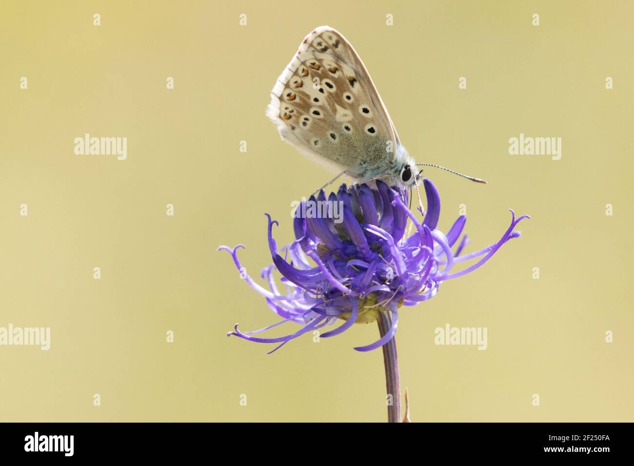 Blu Chalkhill (Polyommatus coridon) farfalla nectaring su rampione a testa tonda (Phyteuma orbiculare). Sussex, Regno Unito. Foto Stock