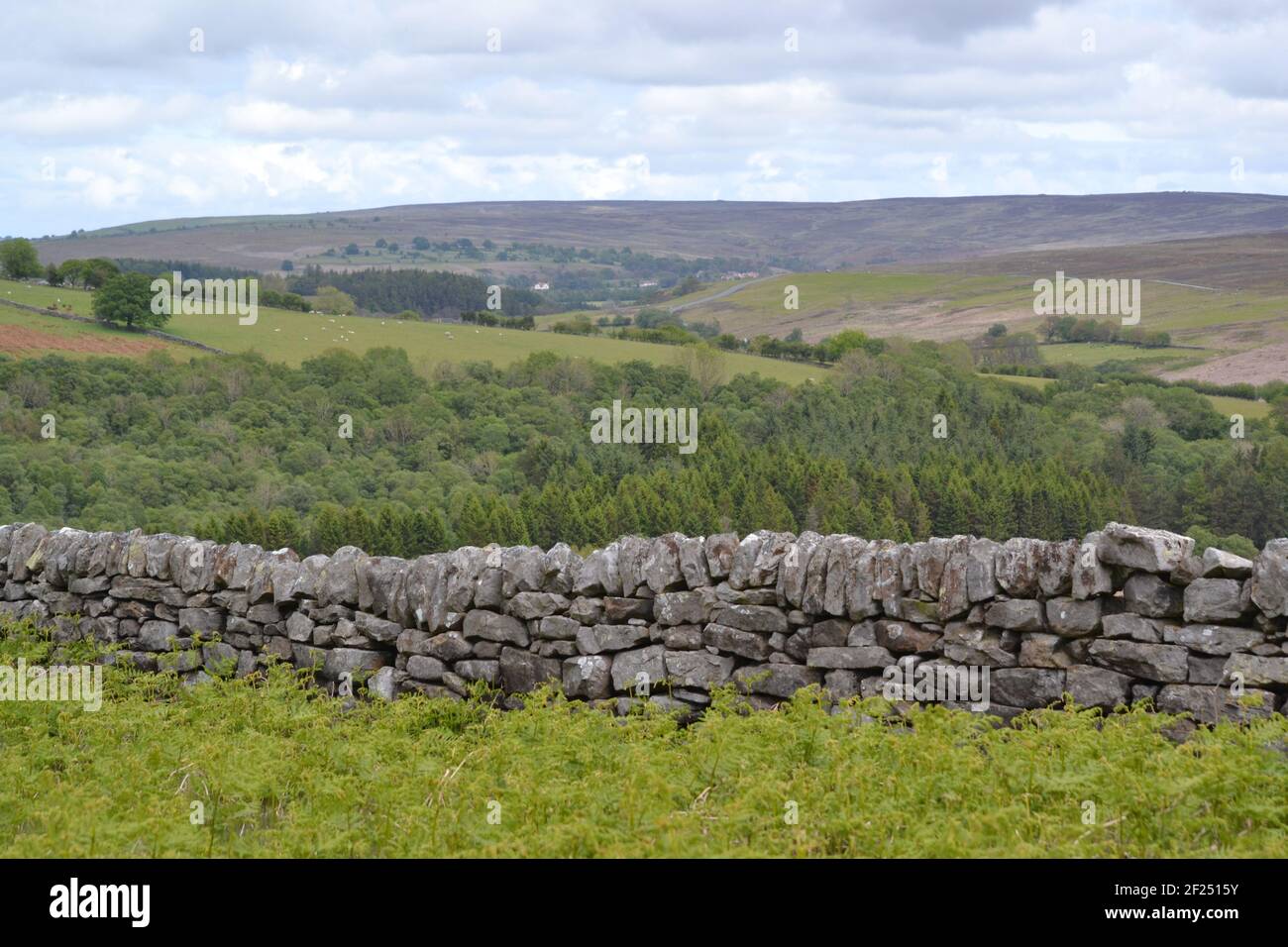 North Yorkshire Moors viste su campi, Valley's, Hills e UN muro di pietra - grumi di erba - campagna e Moorland - Yorkshire UK Foto Stock