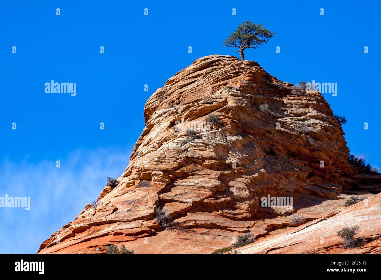 Albero di pino che cresce su un promontorio roccioso Foto Stock