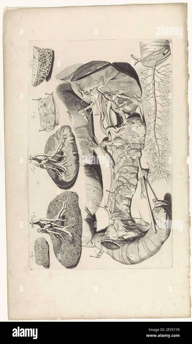 Studio anatomico del pancreas e dei reni. In alto a destra con il numero T. 36. Foto Stock