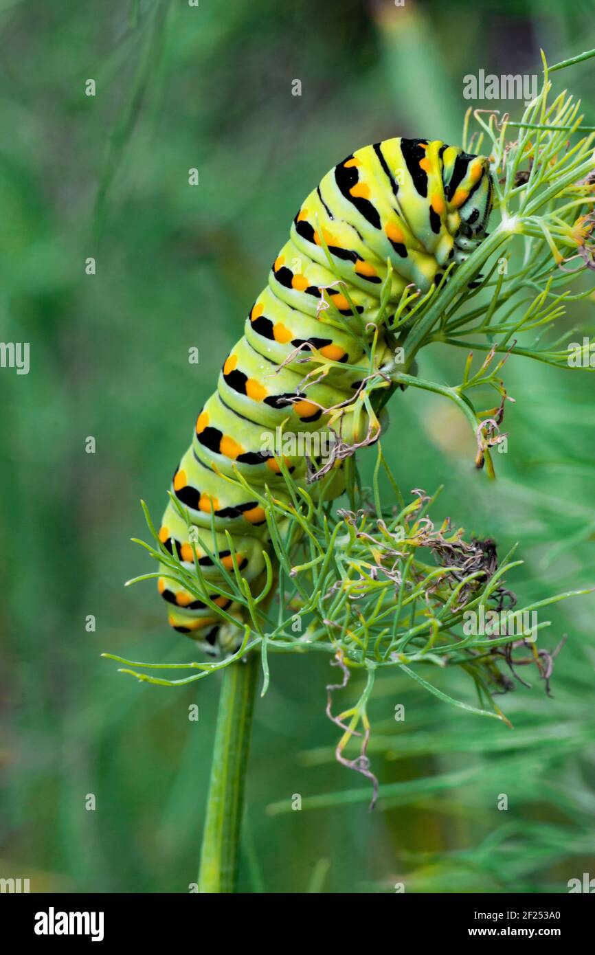Un Larva Swallowtail nero che si nutra su aneto in un giardino di casa nella Pennsylvania orientale. Foto Stock