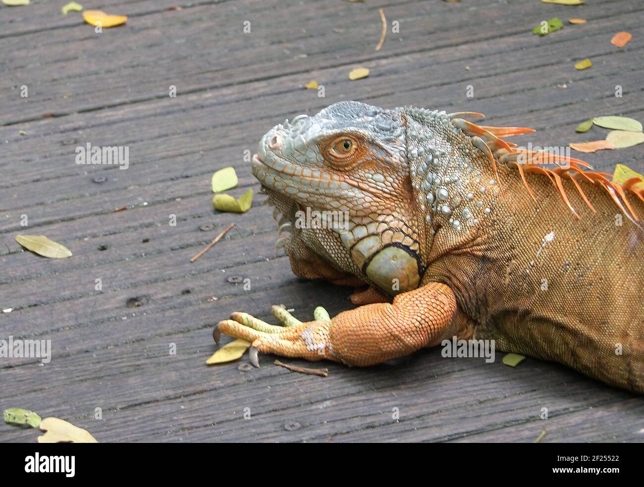 Oggi Iguany (tipo Iguana) sono uno dei più grandi rappresentanti della famiglia, la lunghezza Iguany ordinario (Iguana iguana) raggiunge 2 m. A scopo di confronto, Foto Stock