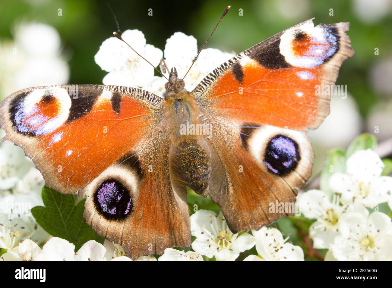 Farfalla colorata su un fiore bianco Foto Stock