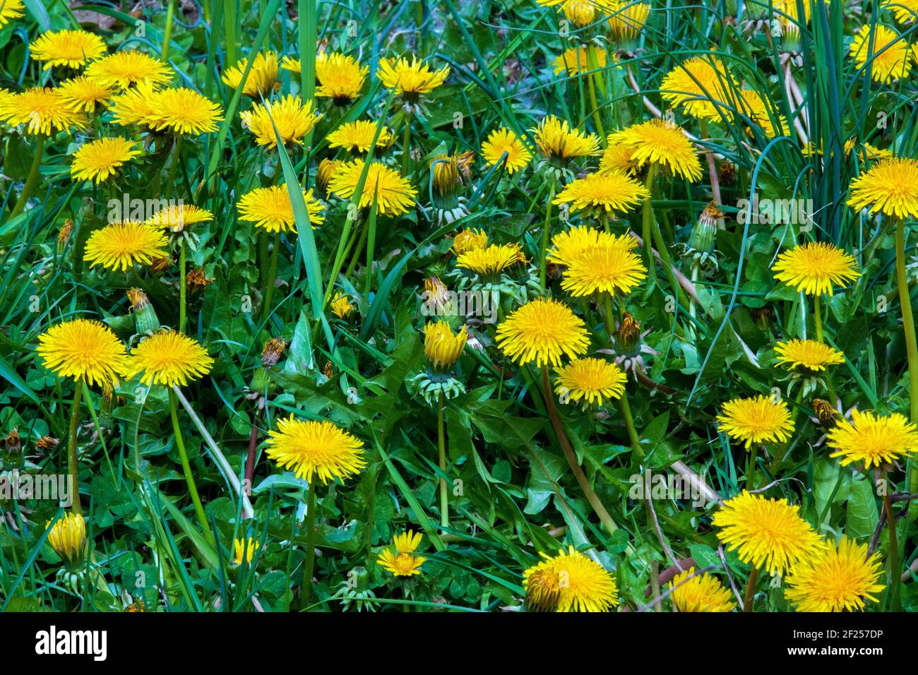 Dente di leone comune che fiorisce sopra in primavera presto su un prato. Tutte le parti della pianta sono commestibili. Foto Stock