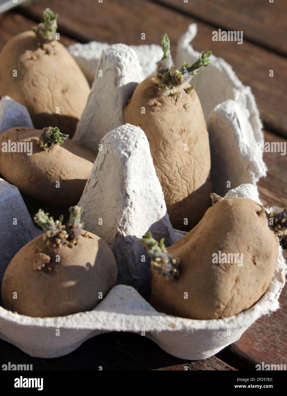 Primi tuberi di patata da seme di Chitting (sharpes express) in un cartone di uovo prima di piantare fuori Foto Stock