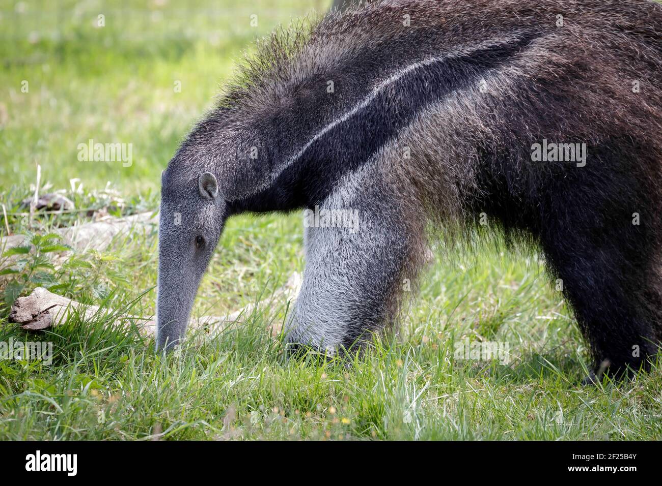 Giant Anteater (Myrmecophaga triductyla) Foto Stock
