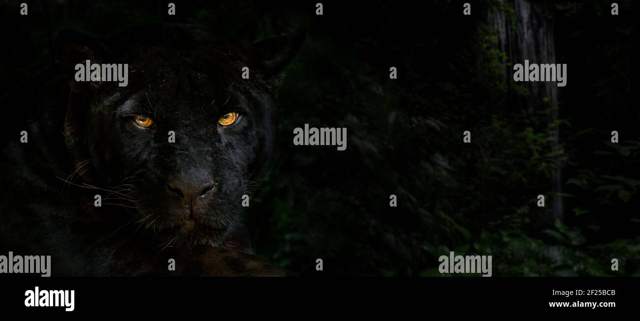 Primo piano ritratto di giaguaro melanistico / pantera nera (Panthera onca) di notte nella giungla, colore nero morph, nativo del Centro e Sud America Foto Stock