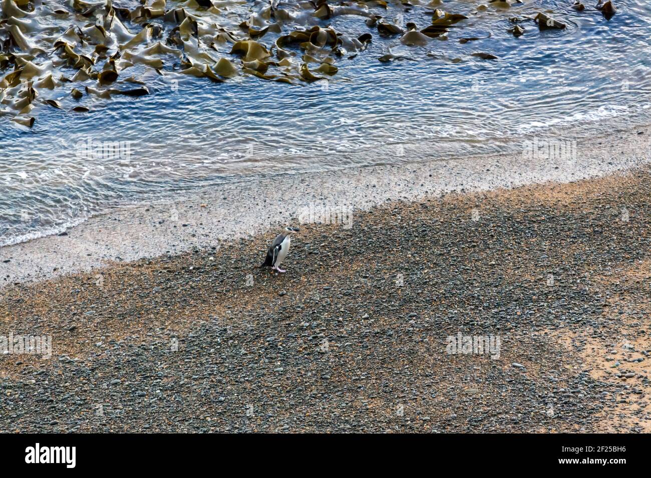 Giallo-eyed Penguin (Megadyptes antipodes) Foto Stock