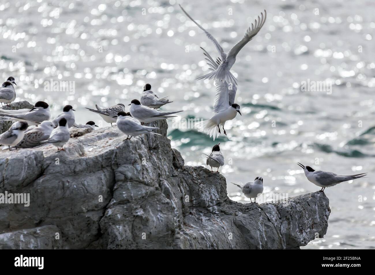 Bianco-fronteggiata Tern (sterna striata) Foto Stock