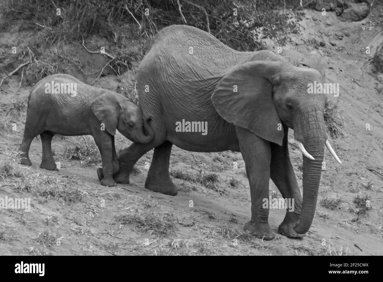 African Elephant Loxodonta africana con giovani 13490 BW Foto Stock