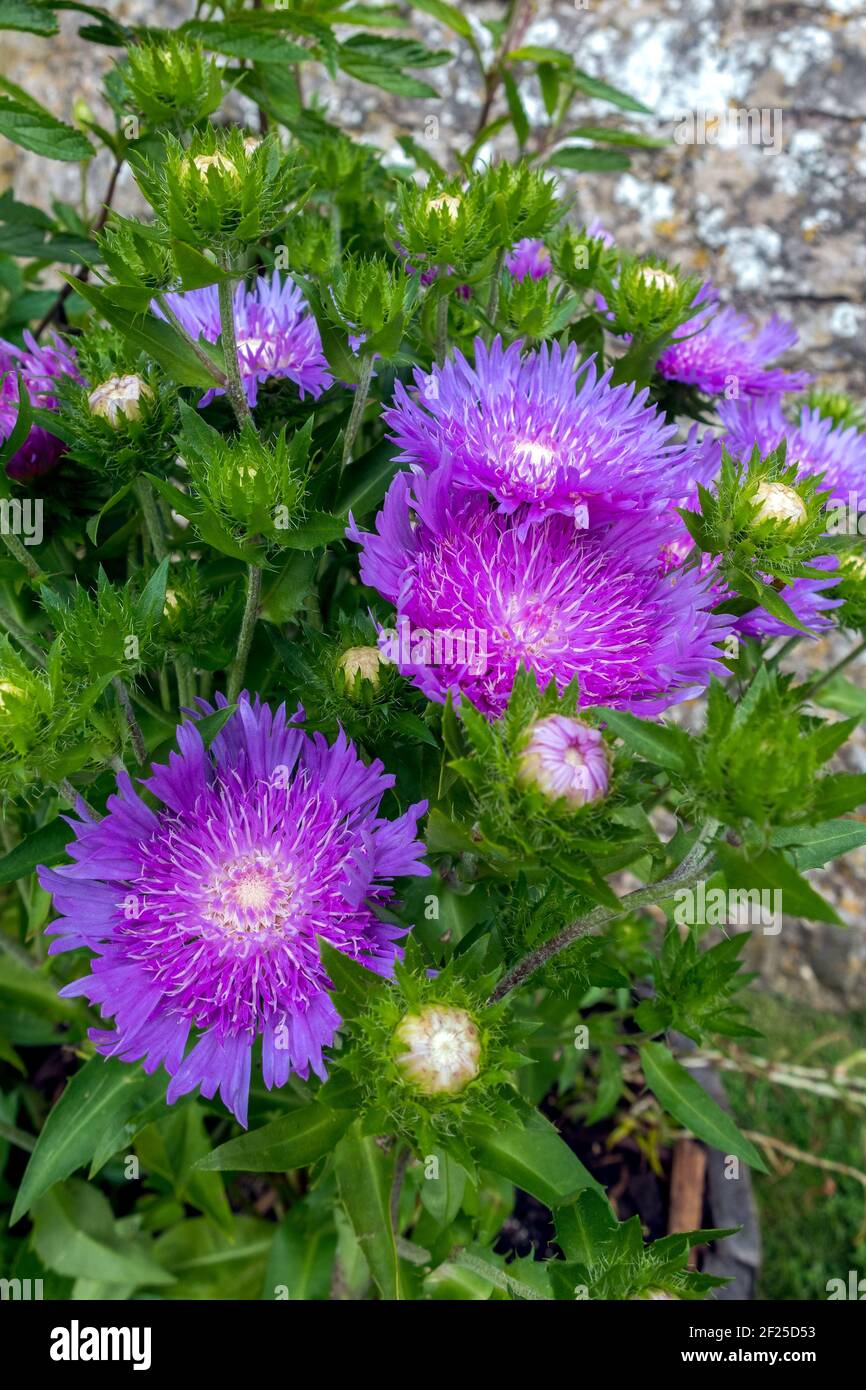 Pentola centrata bianco fiori viola dell'ardito perenne° Soke's Aster " viola ombrelloni', (Stokesia laevis) Foto Stock