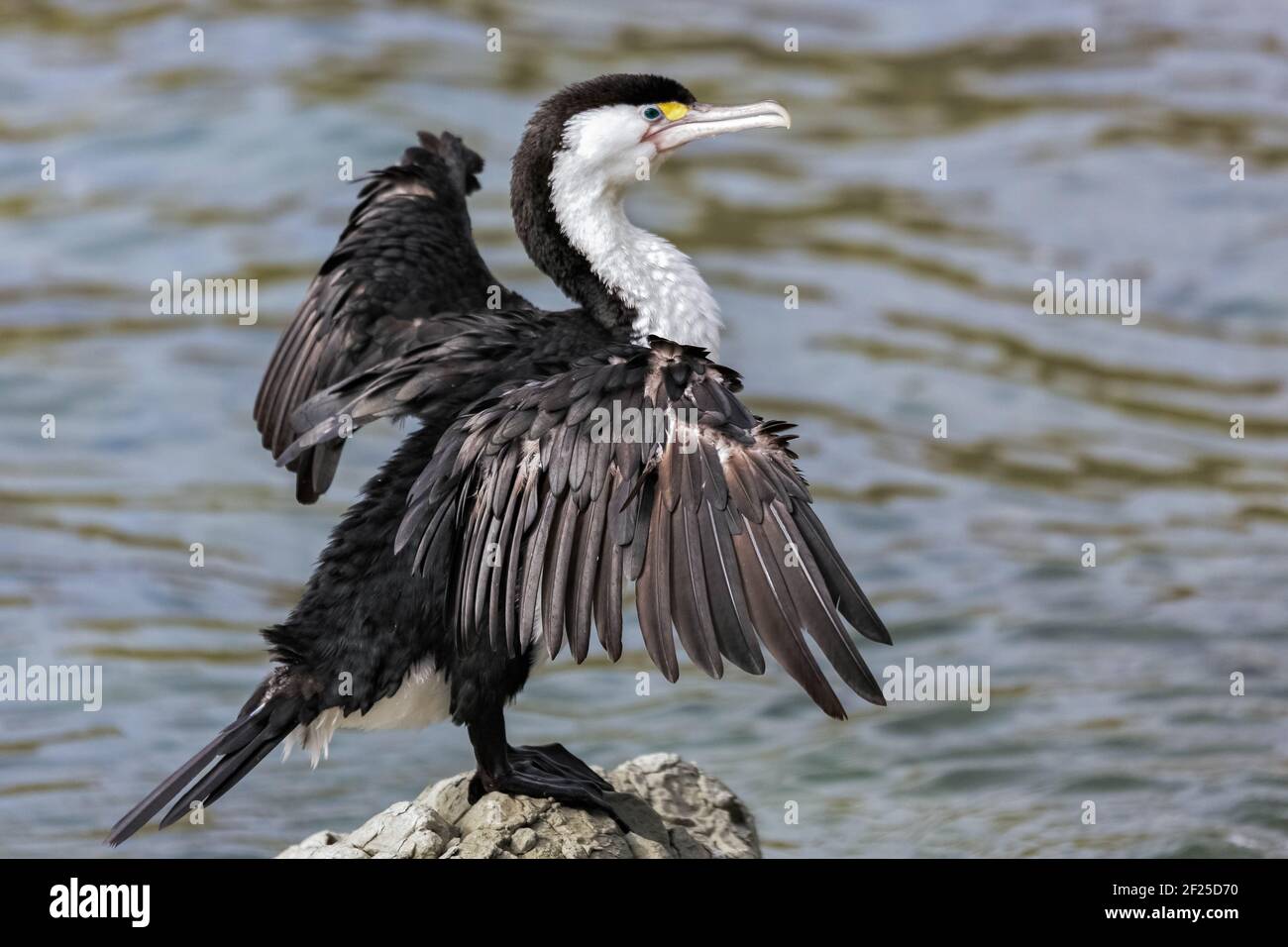 Pied cormorano (Phalacrocorax varius) Foto Stock