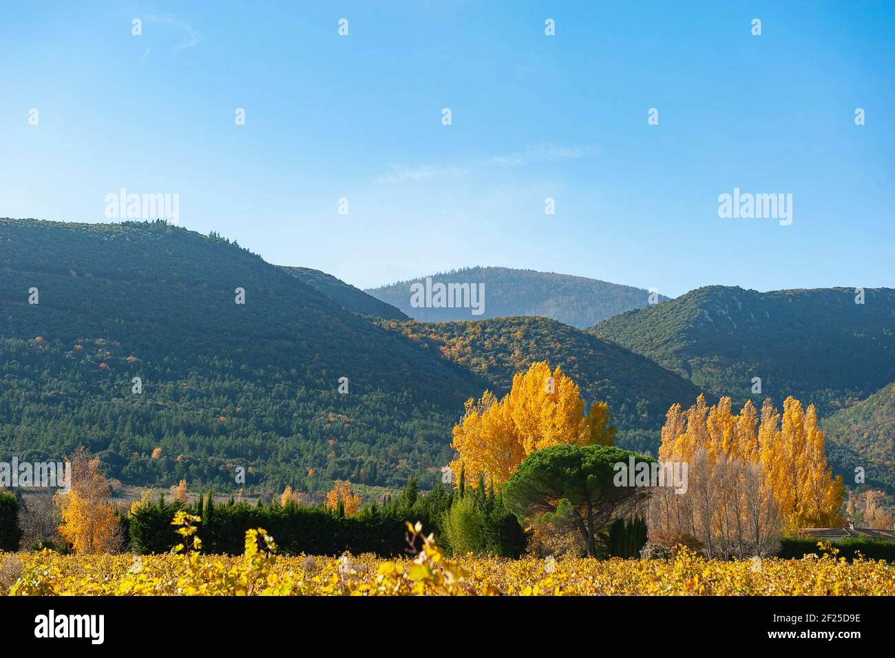 Estate indiana nei vigneti e foreste di Caudiès-de-Fenouillèdes Foto Stock