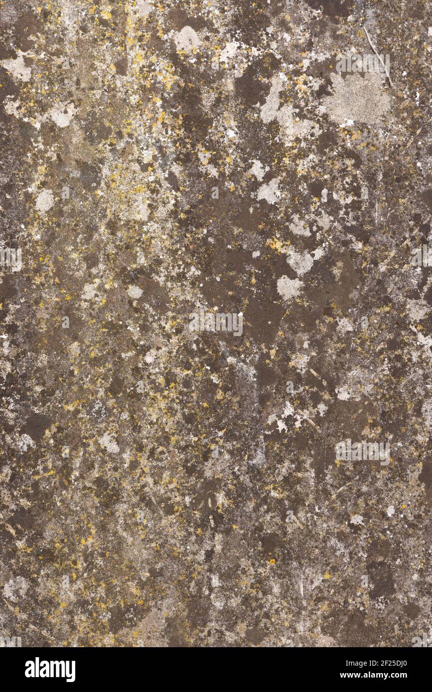 Pietra vecchia piatta intemperie con lichene. Sovrapposizione texture grunge sfondo Foto Stock