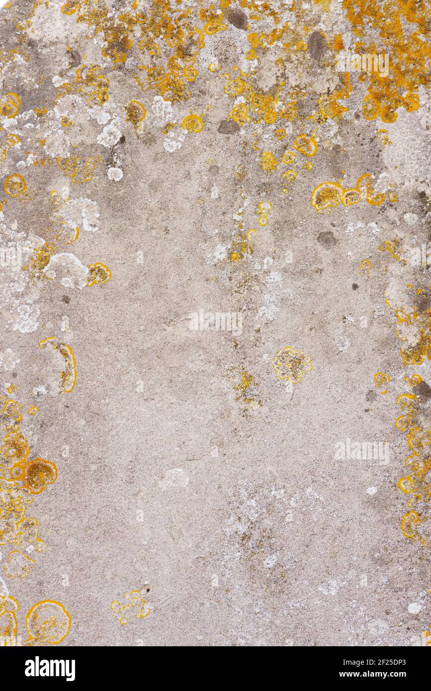Pietra vecchia piatta intemperie con lichene. Sovrapposizione texture grunge sfondo Foto Stock