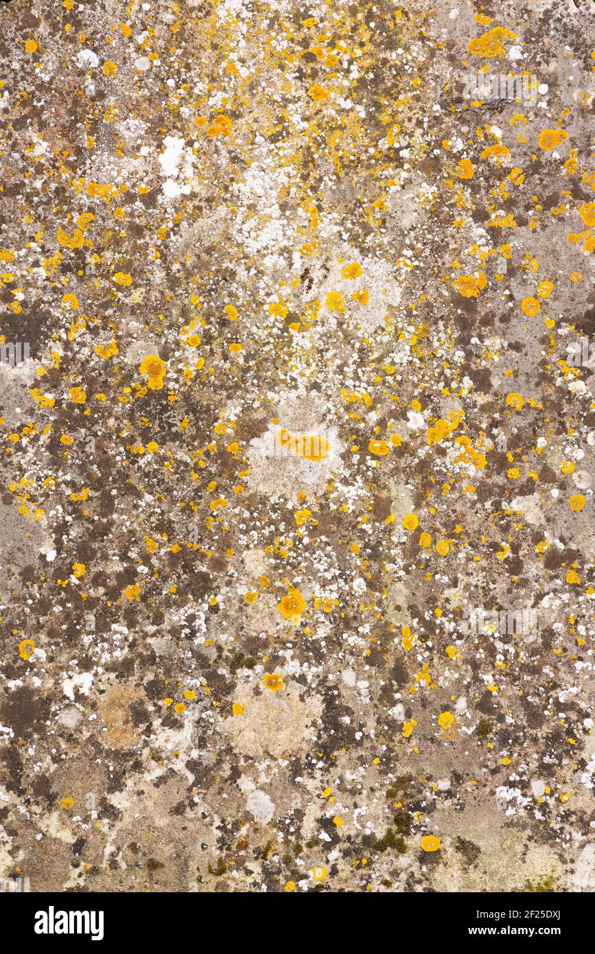 Pietra vecchia piatta intemperie con lichene. Sovrapposizione texture grunge sfondo Foto Stock