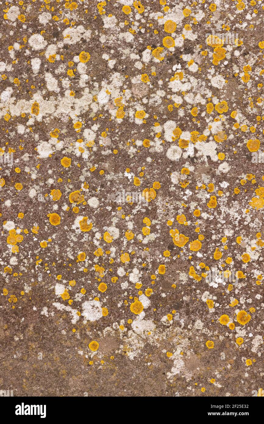 Pietra vecchia piatta intemperie con lichene. Sovrapposizione texture grunge sfondo Foto Stock