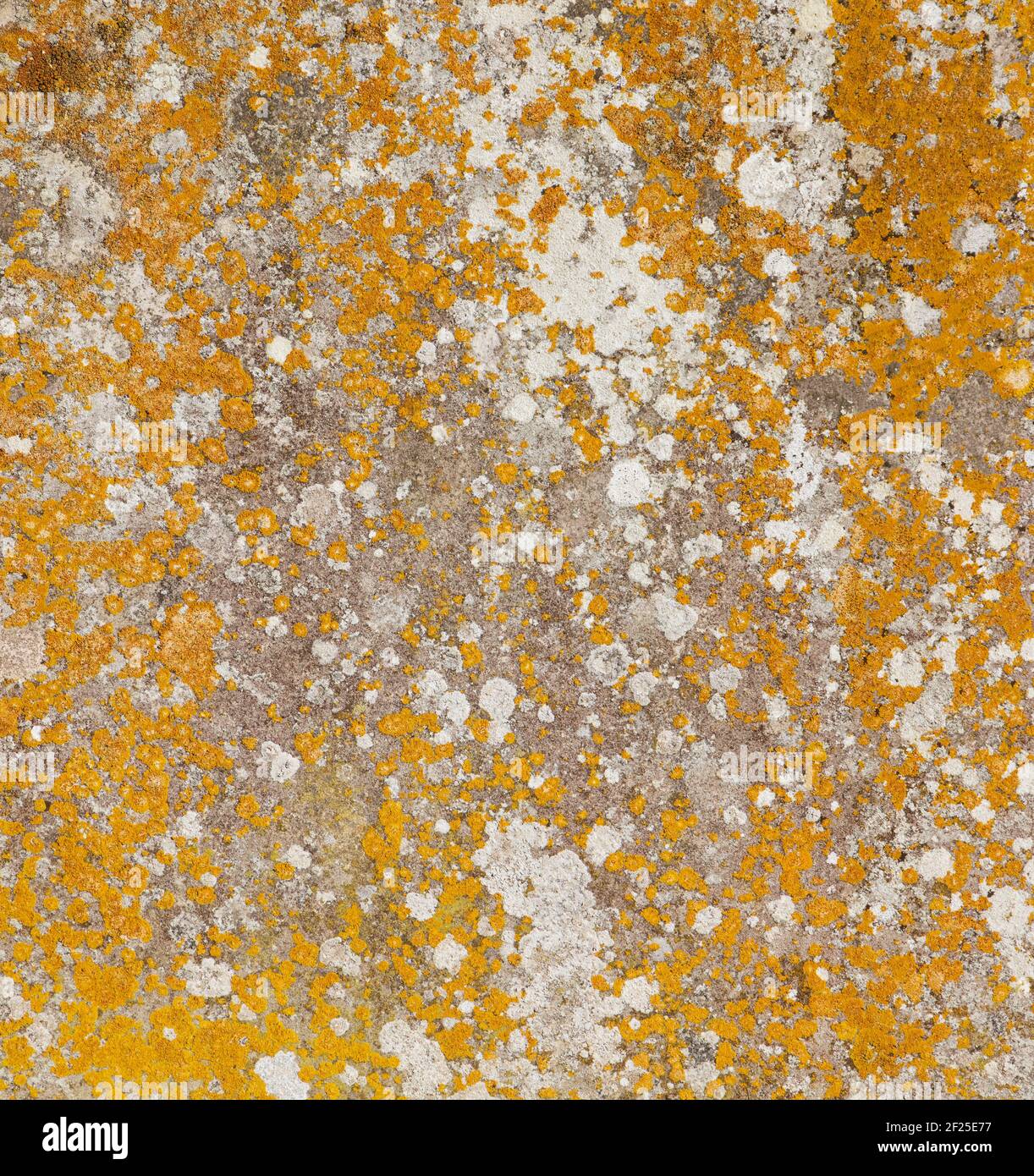 Pietra vecchia piatta intemperie con lichene. Sovrapposizione texture grunge sfondo Foto Stock