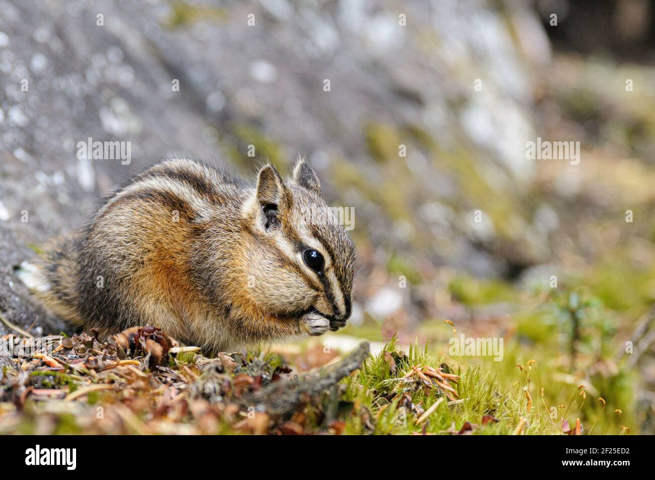 Piccolo roditore che mangia al Jasper's National Park Foto Stock