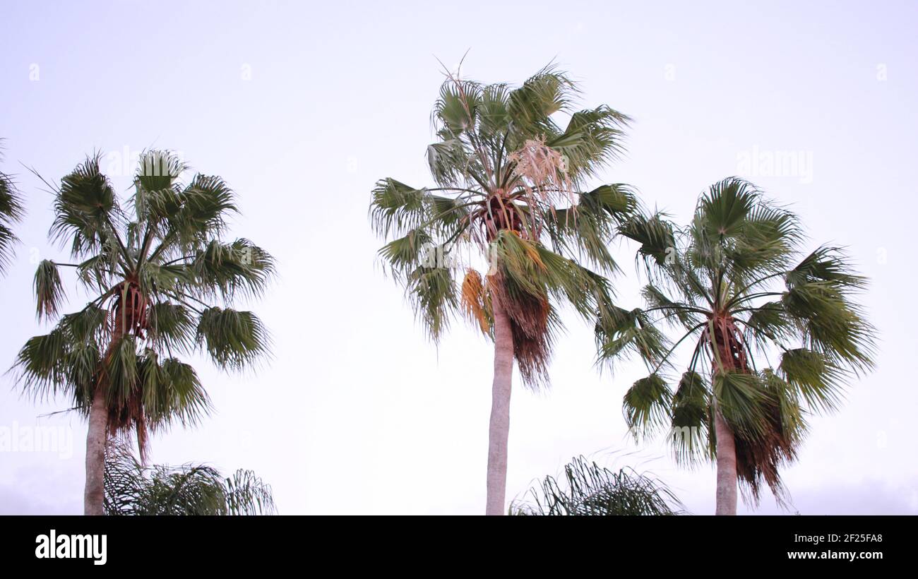 palme su un cielo sovraesposto Foto Stock