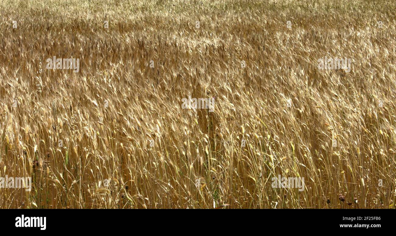 Sfondo di campagna con grano dorato che cresce su campo. Foto Stock