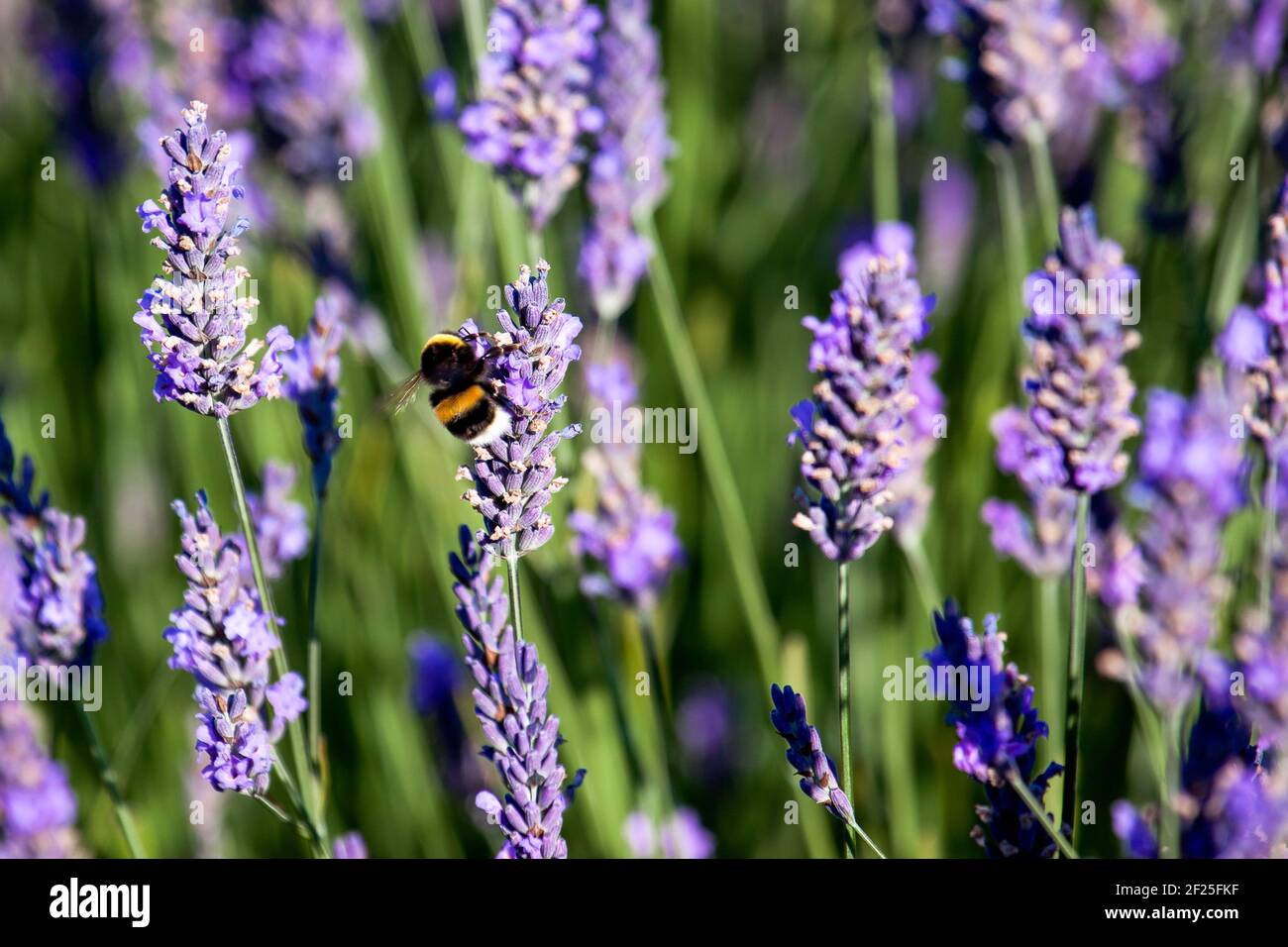 Bumble Bee sulla Lavanda Foto Stock