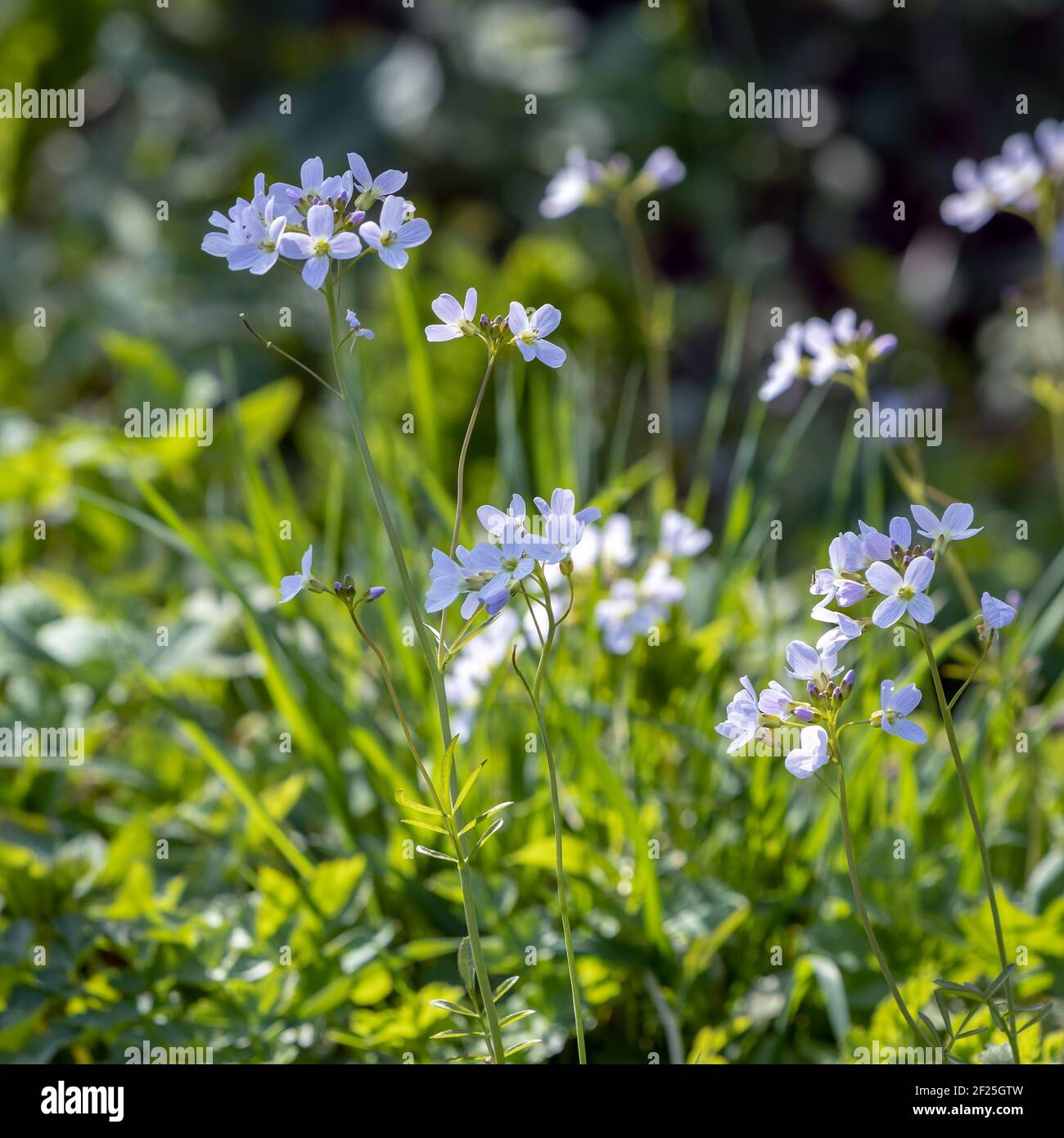 Il cuculo fiori (cardamine pratensis) fioritura in sole di primavera al Boschetto di frusta in East Sussex Foto Stock