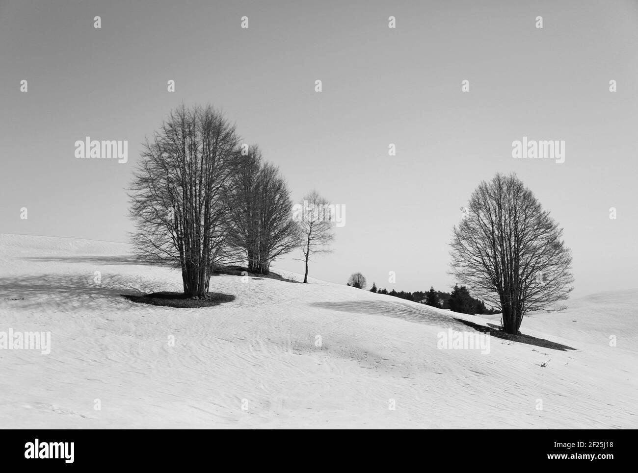 Alberi in solitudine sulle colline innevate del Friuli Venezia Giulia Foto Stock