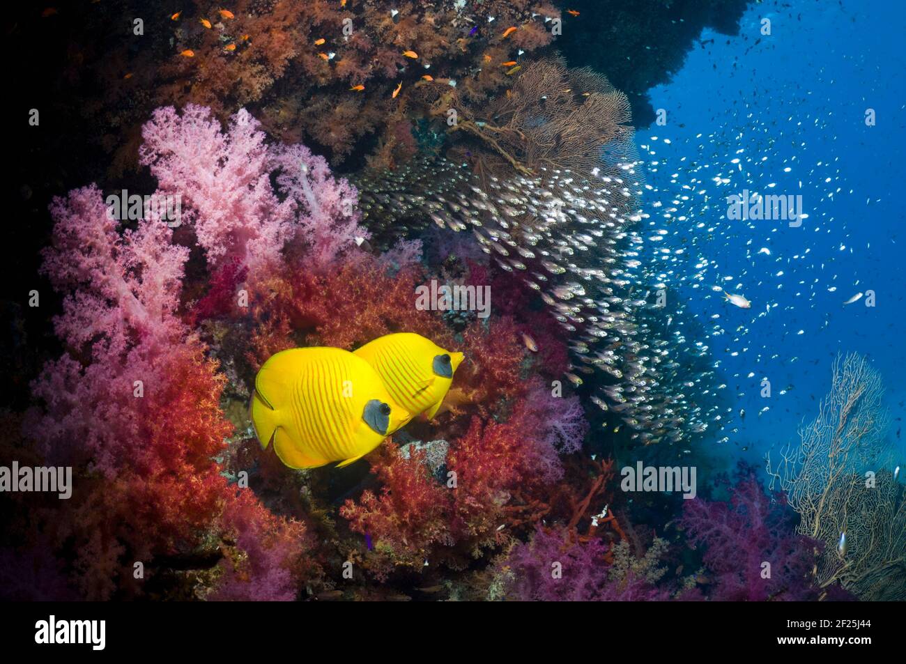 Pesce farfalla d'oro (Chaetodon semilarvatus), coppia che nuotano accanto a coralli molli e una scuola di sudori pigmei (Parapriacanthus guentheri). Egitto, Rosso Foto Stock