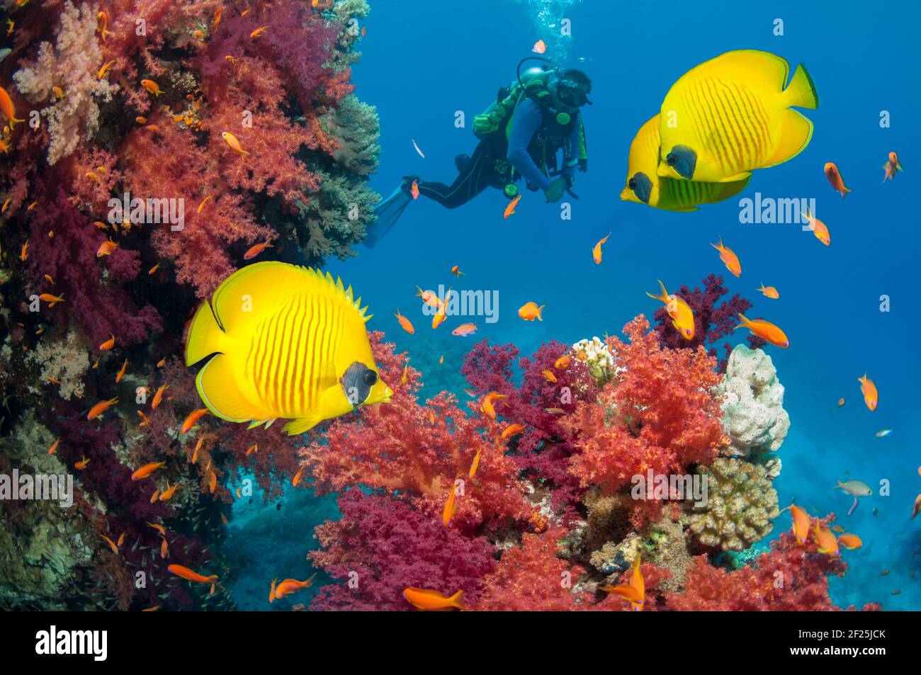Pesci butterflyfish dorati [Chaetodon semilarvatus] nuotando accanto ai coralli molli [Dendronephthya sp] con un subacqueo in background guardando. Egitto, Mar Rosso Foto Stock