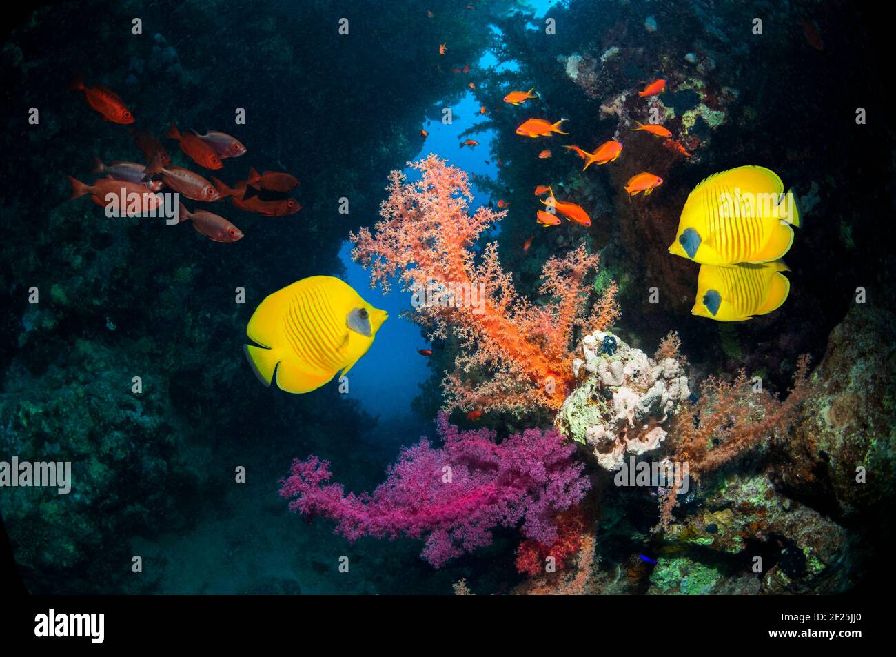 Paesaggio di barriera corallina con pesce farfalla d'oro [Chaetodon semilarvatus], Lyretail anthias o Goldies [Pseudanthias squamipinnis] e una scuola di Big-Eye Foto Stock