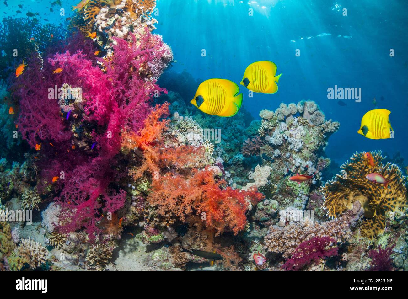 Paesaggio corallino con pesci butterflyfish dorati [Chaetodon semilarvatus] e coralli molli. Egitto, Mar Rosso. Foto Stock
