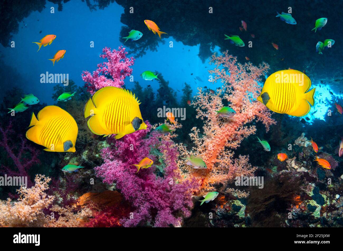 Pesce farfalla d'oro [Chaetodon semilarvatus] con chromis verde azzurro [Chromis viridis], anthias Lyretail o Goldies [Pseudanthias squamipinnis] e s. Foto Stock