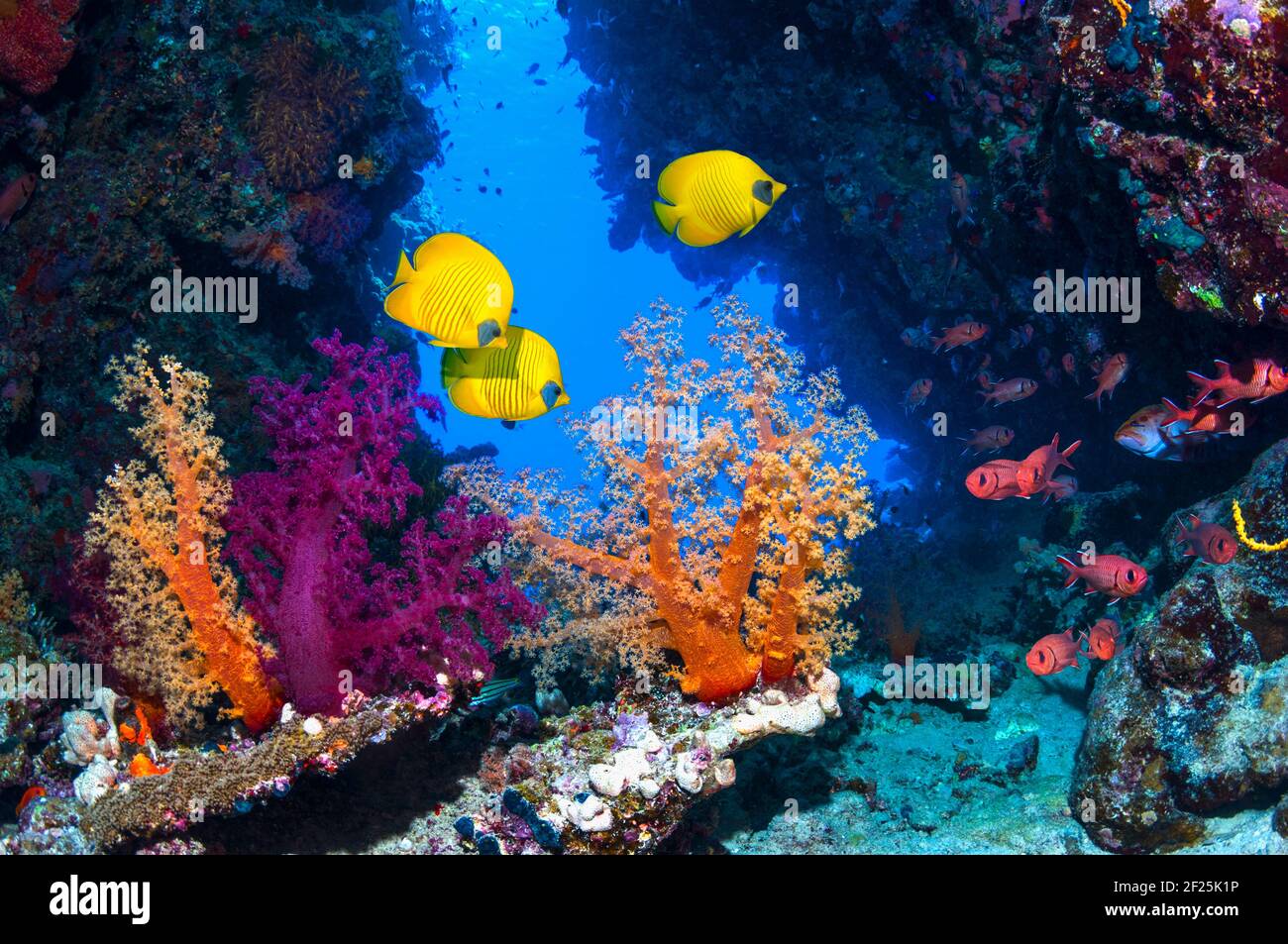 Paesaggio corallino con pesci butterflyfish dorati [Chaetodon semilarvatus], pesci soldato rossi [Myripristis murdjan] e coralli molli. Egitto, Mar Rosso. Foto Stock
