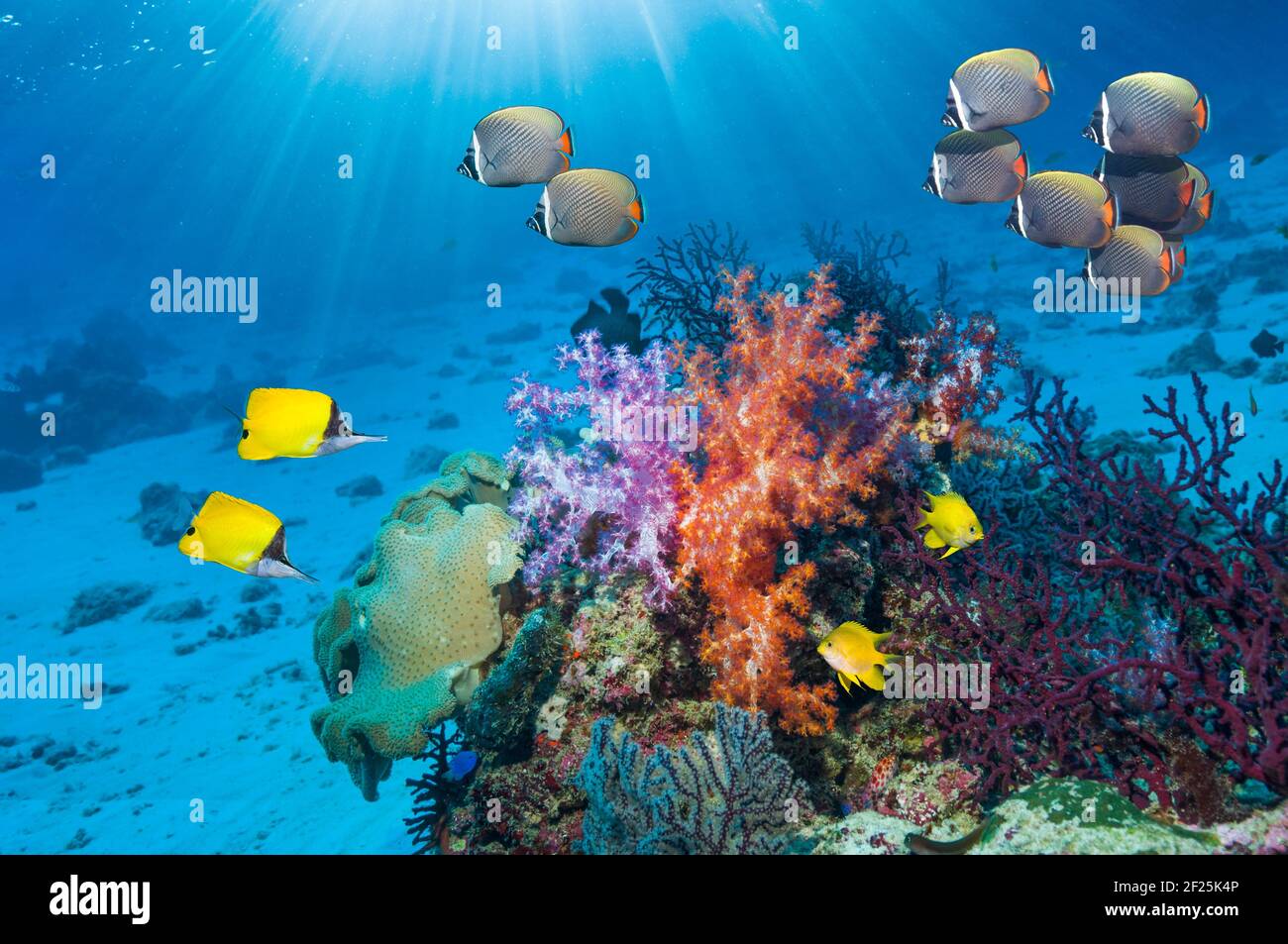 Paesaggio di barriera corallina con un paio di pesci farfalla dal naso lungo (Forcipig flavissimus), damselfish d'oro [Amblyglyphidodon aureus] e Redtail o collare Foto Stock