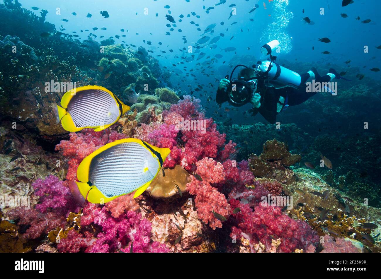 Subacqueo maschile fotografando un paio di farfalle Black-backed (Chaetodon melanotus) che nuotano su coralli molli. Mare delle Andamane, Thailandia. Foto Stock