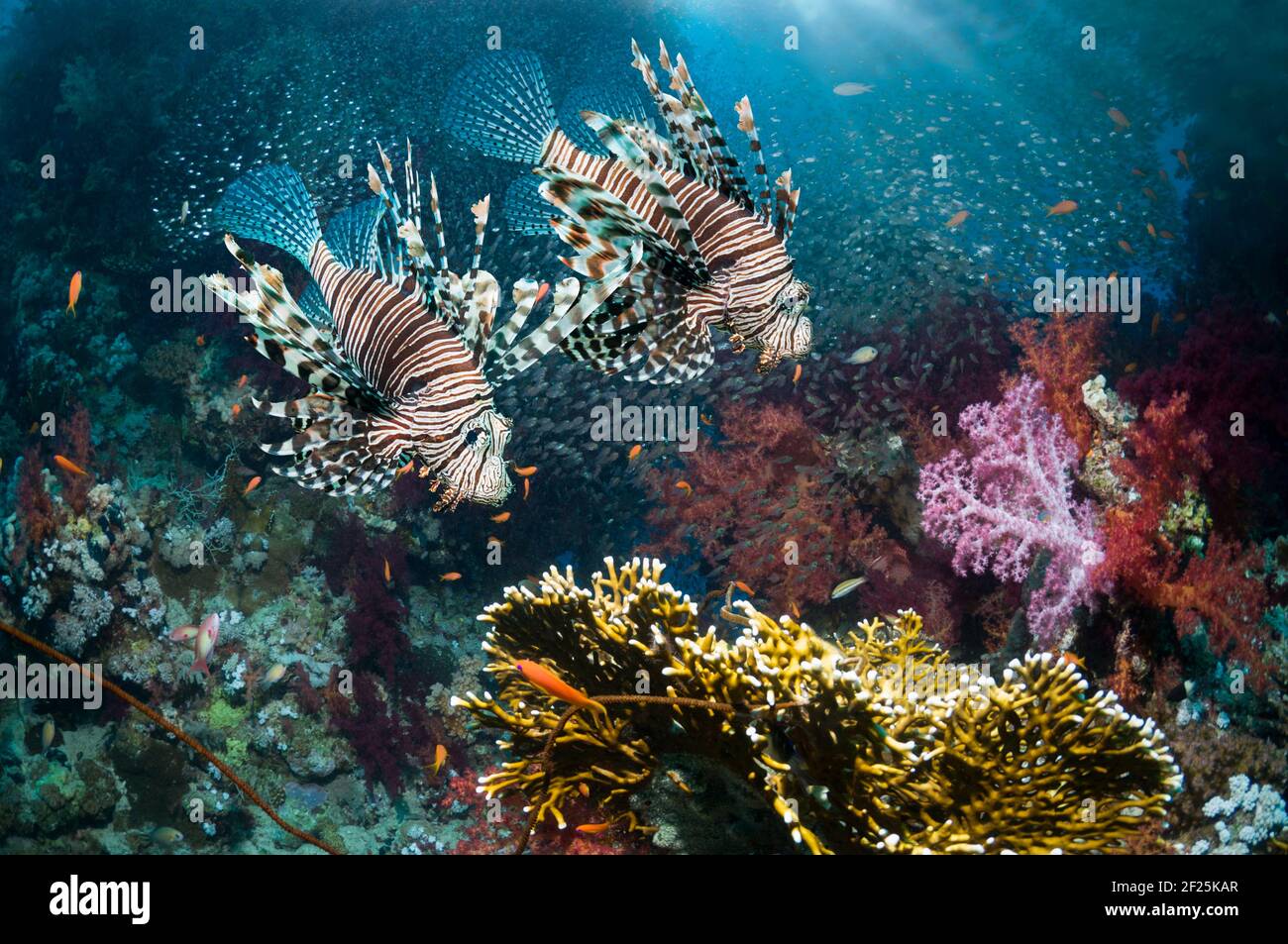 Paesaggio di barriera corallina con un paio di leoni rossi (Pterois volitans), coralli molli (Dendronephthya sp) e una scuola di sudori pigmei (Parapriacanthus gue Foto Stock
