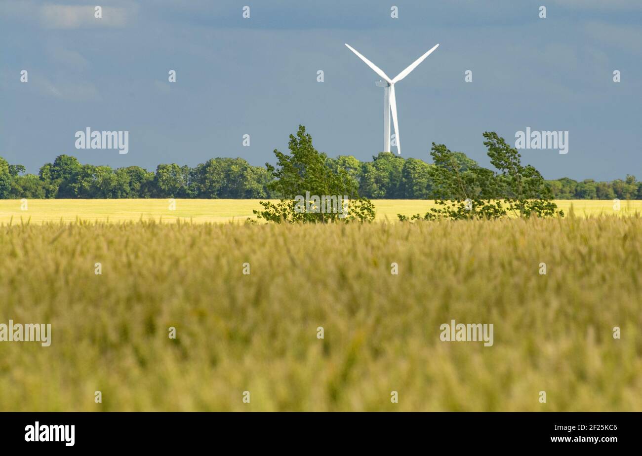 Turbina eolica in campi di grano Foto Stock